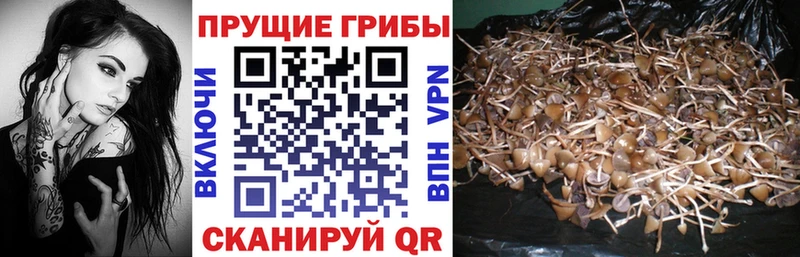 Галлюциногенные грибы MAGIC MUSHROOMS  blacksprut рабочий сайт  Людиново  что такое  