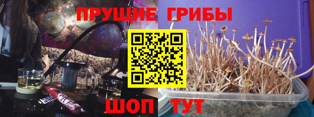 Галлюциногенные грибы Psilocybe  Людиново 